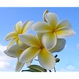 Yellow Hawaiian Plumeria Cutting - Apx. 9 - 12 inches long #C1