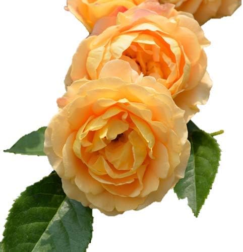 Amazon Co Jp バラ苗 ラドルチェヴィータ 国産大苗裸苗 四季咲き中輪黄色系 フレンチローズ デルバール ホーム キッチン