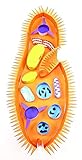 NewPath Paramecium 3-D Model Making Kit