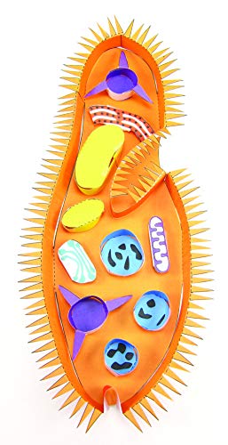 NewPath Paramecium 3-D Model Making Kit