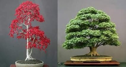 Pinkdose importierten japanischen Bonsai GrÃ¼n Ahorn + Red Ahornbaum-Samen