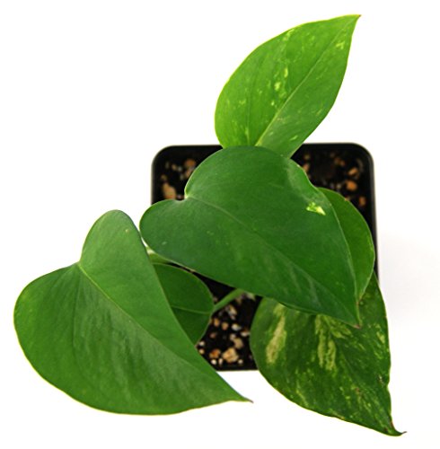 Epipremnum aureum 'Golden Pothos'