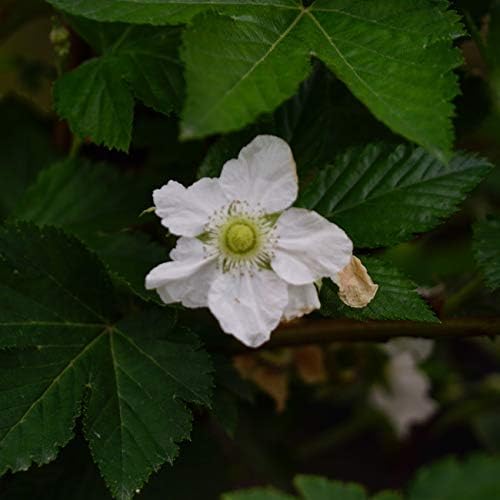 キイチゴ 苗 冬イチゴ 三光曙斑 ポット苗 大注目 ラズベリー サンコウアケボノフ フユイチゴ