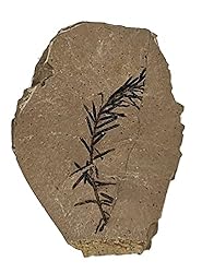 The Geode Mine Genuine Fossilized Leaf from The