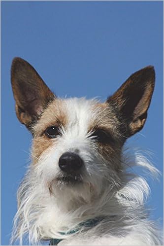 portuguese podengo price