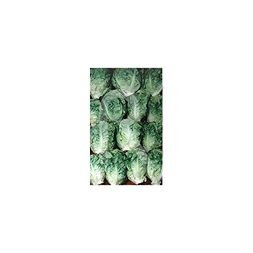 Disney - Semilla de lechuga cogollo: Amazon.es: Jardín