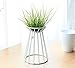 Pack of 2 Air Plant Tillandsia Base Large Tillandsia Air Plant Holder Metal Indoor Tabletop Big Streptophylla Air Plant Stands Tillandsia Plant Racks Large Xerographica Air Plant Stand