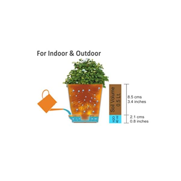 Ugaoo Indoor Plants With Pot For Home - Money Plant Variegated, Syngonium Wendlandii, Jade Mini - Image 3