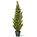 National Tree Arborvitae Tree with Dark Green Round Plastic Pot, 48-Inch