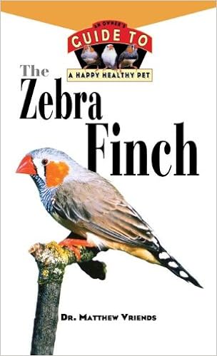 zebra finch pet