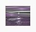 Purple Gray Wall Pictures for Bathroom, Bedroom, Purple Rose Flower, Decorative 5x7, 8x10 Home Decor Picture Options