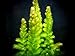 Aquatic Arts Live Hornwort Plant - 2 Extra Large Bunches of Pond Plants Over 10 Stems