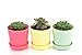 Truedays 5.3'' Set of 6 Multicolored Circle Flower Plant Pots/Planters with Saucer Pallet,All