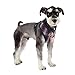 Puppia Authentic Vogue Harness A, Medium, Navy