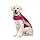 polo dog jacket