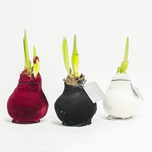 1 x Amaryllis XXL gewachst samt (Schwarz), Zimmerpflanze,Zwiebel
