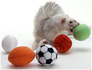ferret ball toy