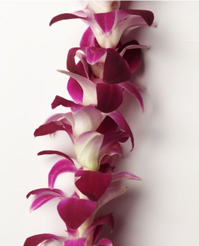 Hawaiian Leis Bulk - Box of Fresh Flower Leis