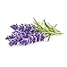 Click and Grow Smart Garden Lavender Plant Pods, 3-Pack