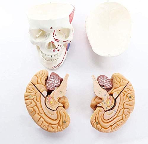 教育人形筋肉の開始点と終了点を備えた人間の頭蓋骨モデル