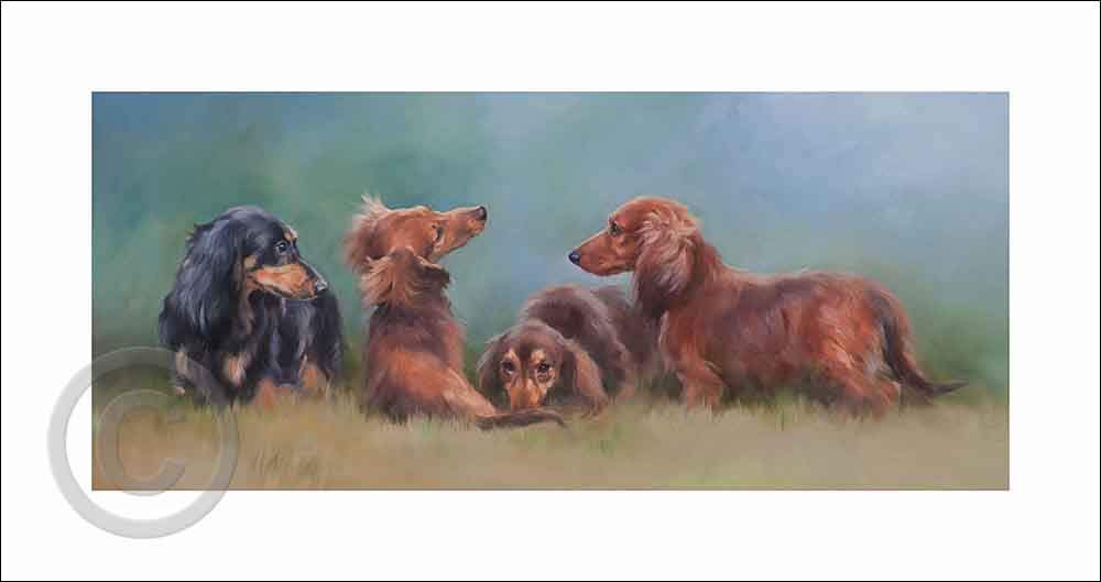 Miniature Long Haired Dachshunds By Jacqueline Stanhope A