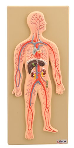 EISCO Human Circulatory System Model, Hand Painted
