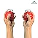 FITactic Rock Climbing Holds Bombs Training Power Pull Up Ball Red for Finger, Forearm, Biceps, Back Muscles
