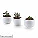 T4U Inch Ceramic White Collection NO.31 Succulent Plant Pot/Cactus Plant Pot Flower Pot/Container/Planter Package 1 Pack of 3
