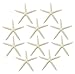 Starfish Decor - Star Fish for Craft - 15pk Real 4-6