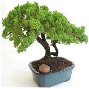 ORDER BY 10 AM PST 12/23 W/ EXPEDITED SHIPPING FOR DELIVERY ON CHRISTMAS EVE Large Juniper Bonsai - Live Plant - Green Gift - Bonsai Tree - Low Maintenance Plant - Ships fast via 2-Day Air