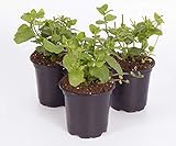 The Three Company Live Plant Aromatic Herb 4