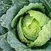CABBAGE FRESH GREEN PRODUCE FRUIT VEGETABLES FROM FLORIDA EACH HEAD (1)