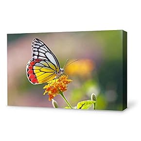 Beautiful Butterfly Painting for Bedroom Living Room