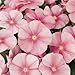 (AVI)~"PACIFICA ICY PINK" VINCA~Seeds!!!~~~~~~Stunning!