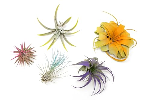 5 Assorted Colorful Air Plants Variety Pack - Vibrant Color Enhanced Tillandsias