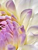 Dahlia Dahlias Flower Flowers Garden Gardening Seed