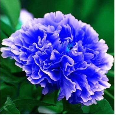 Amazon ホット販売25色選択可能な本物の中国の牡丹の花の種鉢植えの花盆栽植物牡丹種子10個 バッグ 花