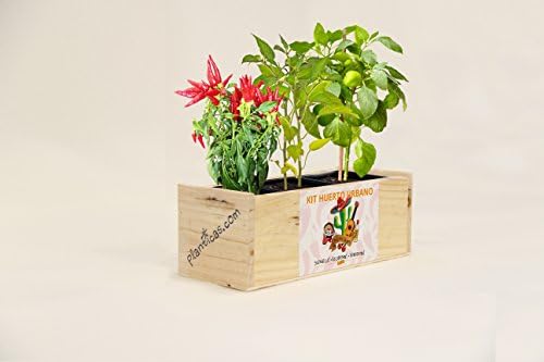 Kit de Huerto Urbano Mexicano: Guindillas. Jalapeños y Pimientos: Amazon.es: Jardín