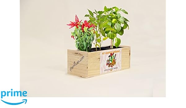 Kit de Huerto Urbano Mexicano: Guindillas. Jalapeños y Pimientos ...