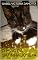 Livro O Miar da Gatinha Josefa: Fábula