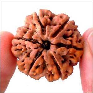 Buy Six Face Rudraksha (6 Mukhi Rudraksh) Online at Low Prices in India - Amazon.in