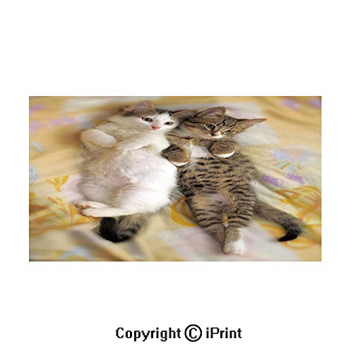 Decorative Privacy Window Film/Kitten Siblings Lying Beside Sleepy Heads Cat Pet Animal Lovers Best Friends Image/No-Glue Self Static Cling for Home Bedroom Bathroom Kitchen Office Decor Multicolor