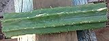 San Pedro Cactus (Five 12 Inch Center Cuttings)