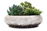 VanEnjoy 7.3 inch Round Large Shallow Succulent