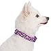 Blueberry Pet Soft & Comfy Rose Print Plum Purple Padded Adjustable Dog Collar, Large, Neck 18