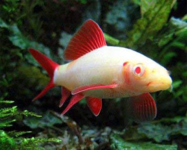 Quinn’s Fins Live Freshwater Aquarium Fish -2.5 to 3.5 -” Albino Rainbow Shark – Albino Rainbow Shark – by Live Tropical Fish – Great for Aquariums – Populate Your Fish Tank!
