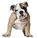 Equisilver Wound Spray for Dogs, Cats & Birds | Safe & Easy to Apply | Wounds, Scrapes, Dry Itchy Skin, Hot Spots & Skin Infections