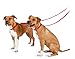 PetSafe Nylon Dog Leash – Strong, Durable, Traditional Style Leash with Easy to Use Bolt Snap for Small, Medium and Large Dogs – 3/8
