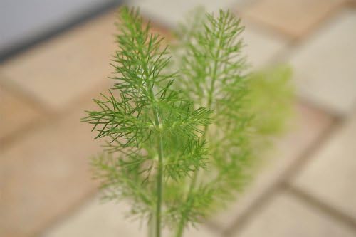 ハーブの苗 フローレンスフェンネル 宿根草 苗 多年草 耐寒性 グランドカバー Tarunniketanpublicschool Com