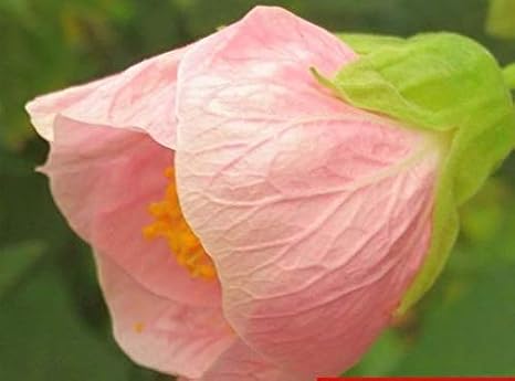 Amazon 花苗 アブチロン コンパクトタイプ １苗 こんぺいとう 花